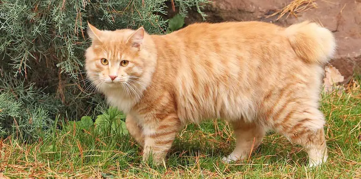 long haired orange kurilian bobtail cat