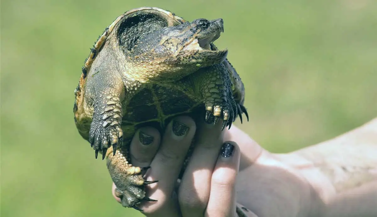 person holding snapping turtle