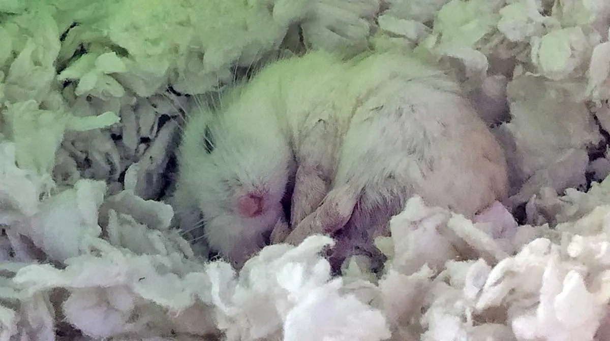 roborovski hamster sleeps under wheel