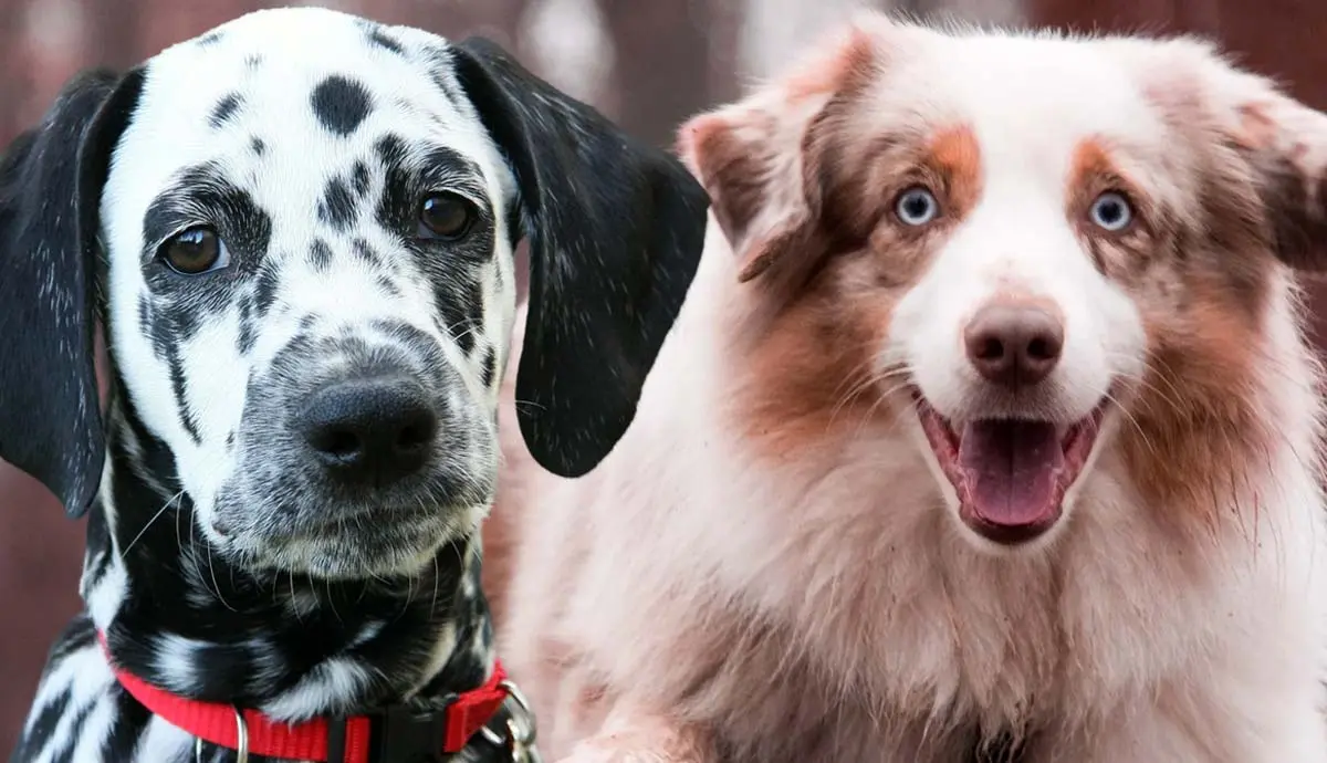 medium sized dog breeds that make great pets