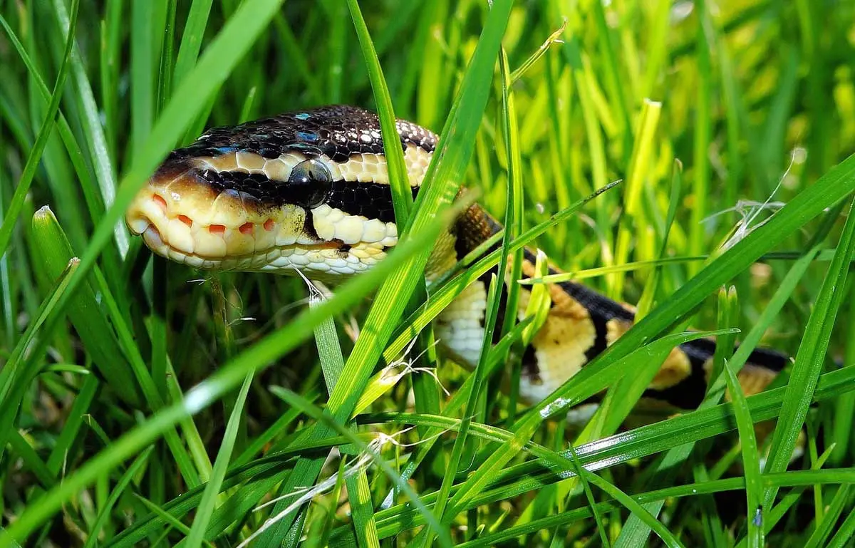 snake crawling through the grass