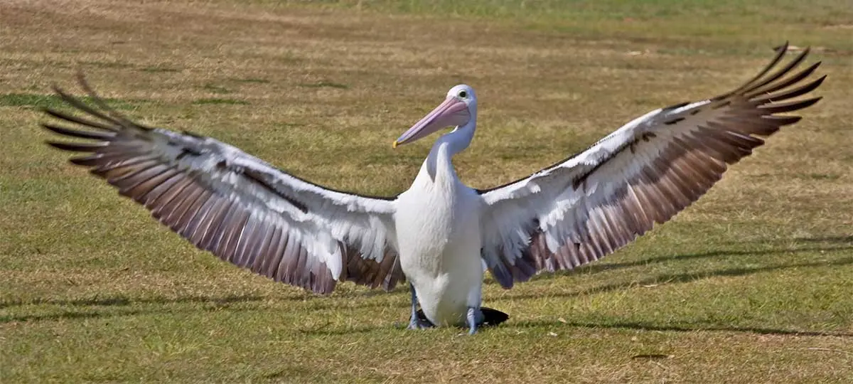 pelician displaying wingspan