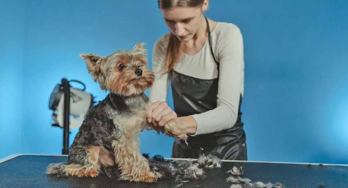 Yorkshire Terrier Dog being Groomed by Professional