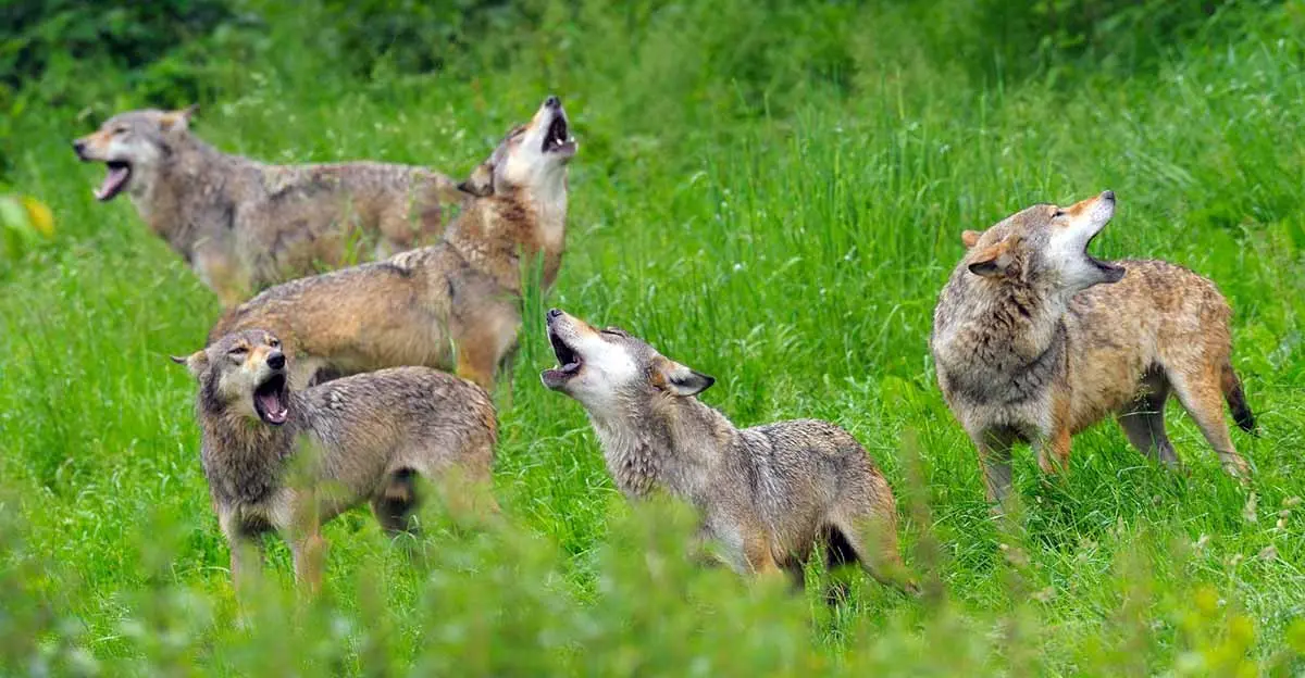 gray wolf pack