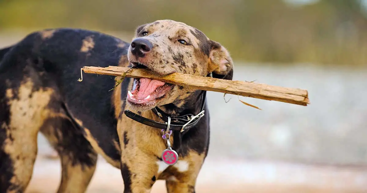 catahoula leopard dog with stick in mouth