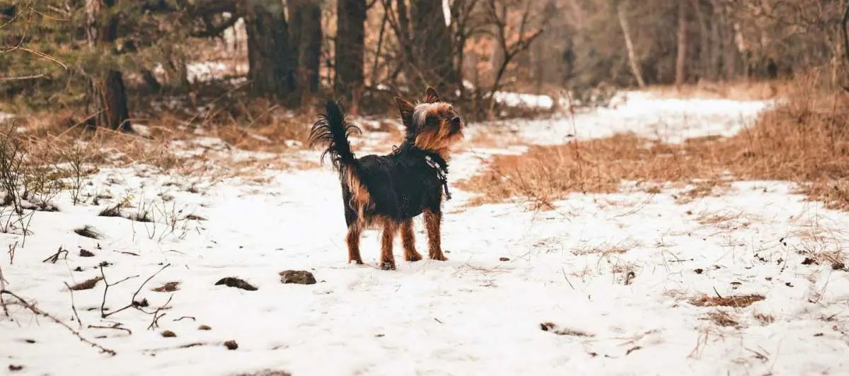 Yorkshire Terrier Standing in Snow in Forest