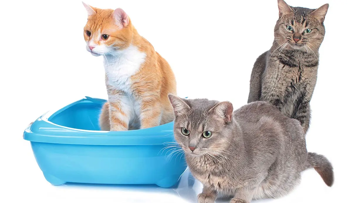 three cats litter box