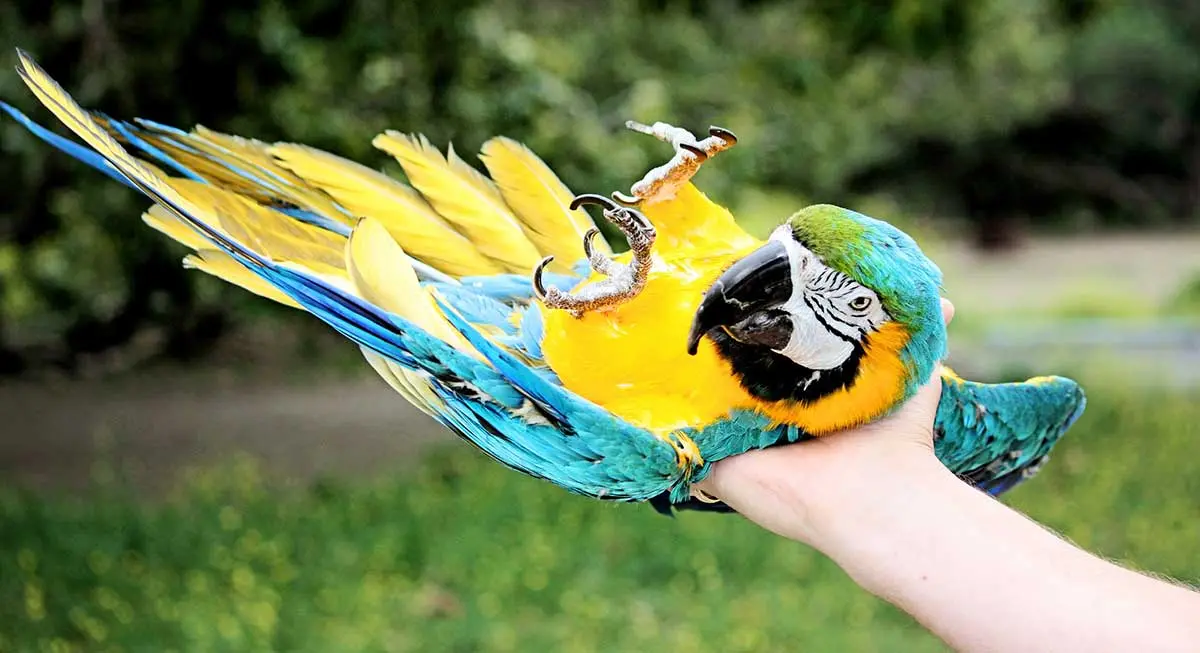 parrot on back in hand birdandbeyond.com