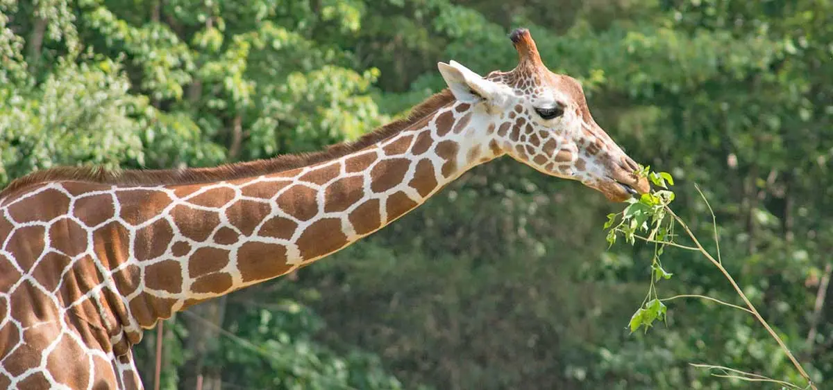 giraffe eating leaves in zoo