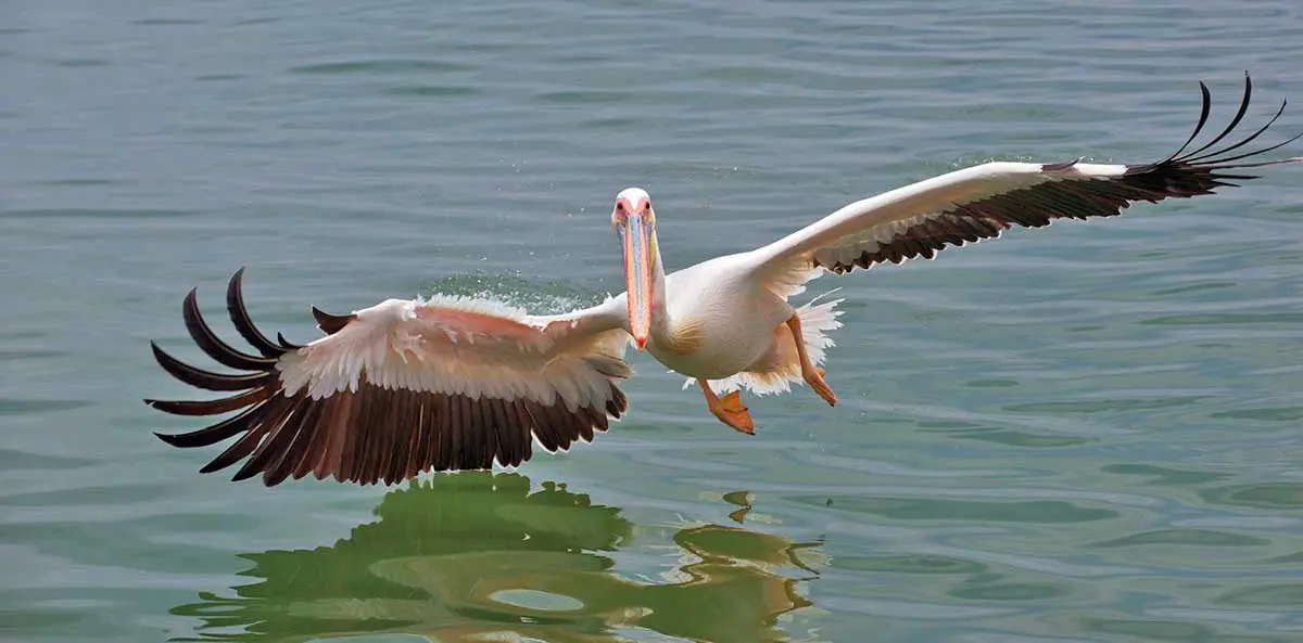 great white pelican wingspan
