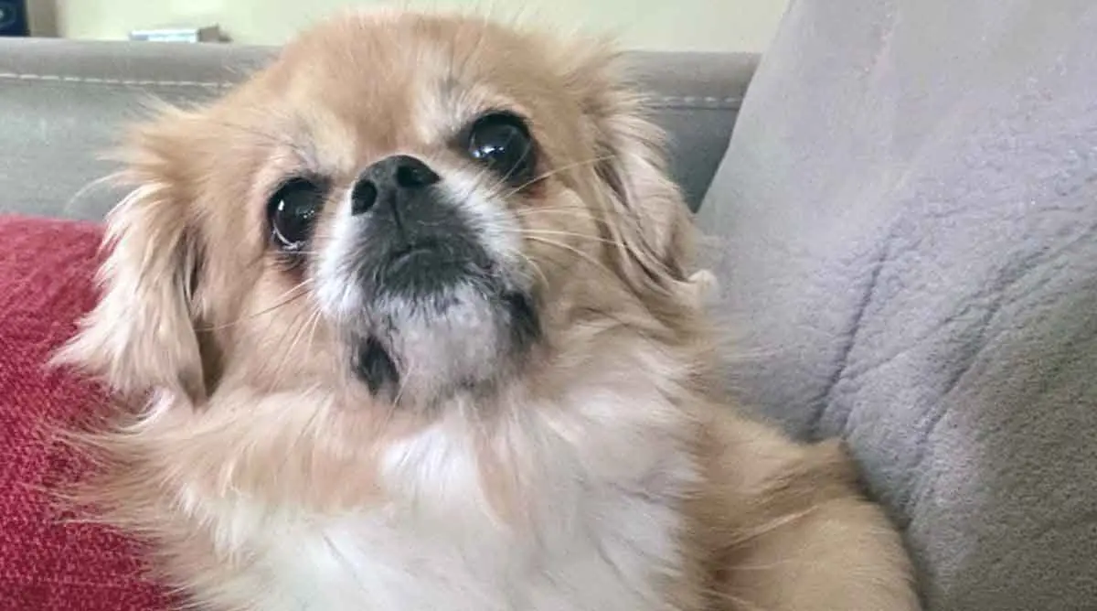 Tibetan Spaniel Relaxing on Couch