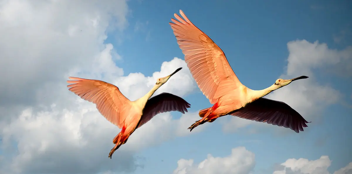 flamingo pair flying
