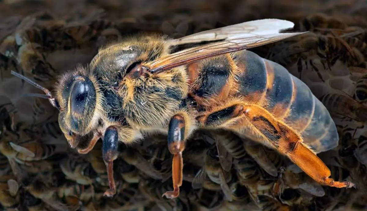 why do bees kill their queen