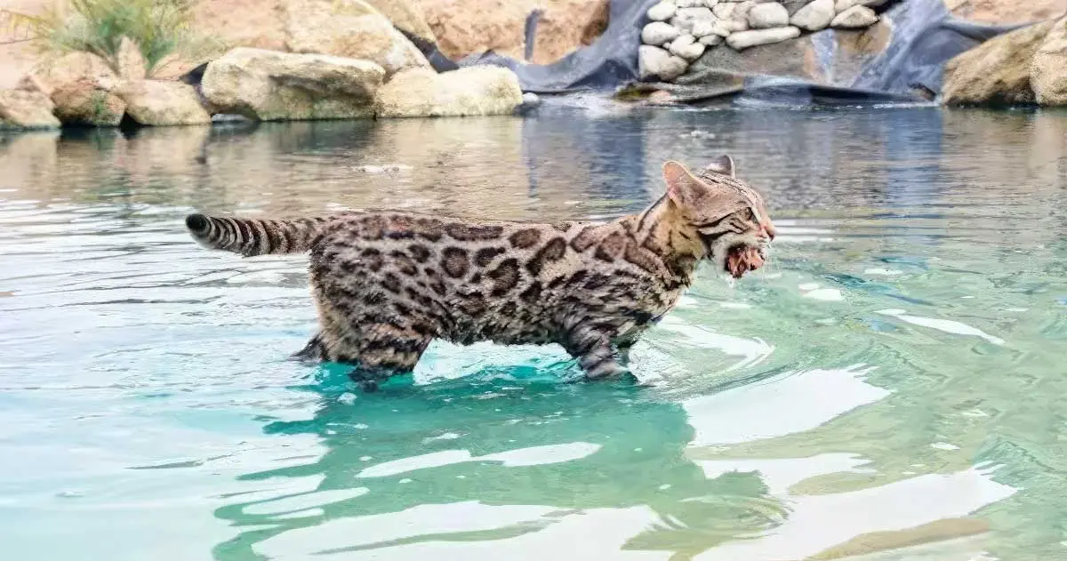 Angie Moreland bengal cat in water