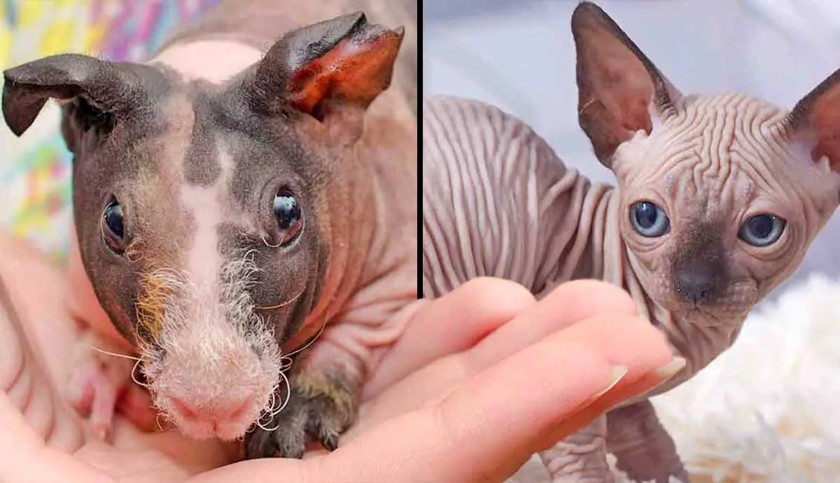 hairless animals that look unrecognizable