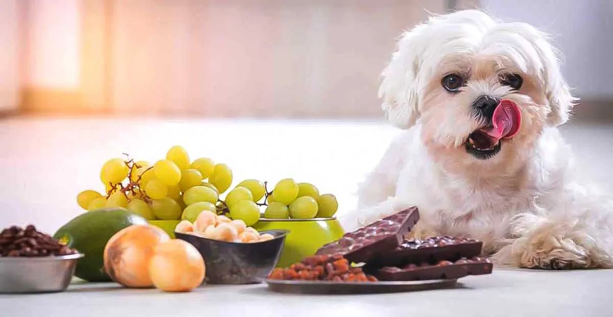 Toxic foods for dogs