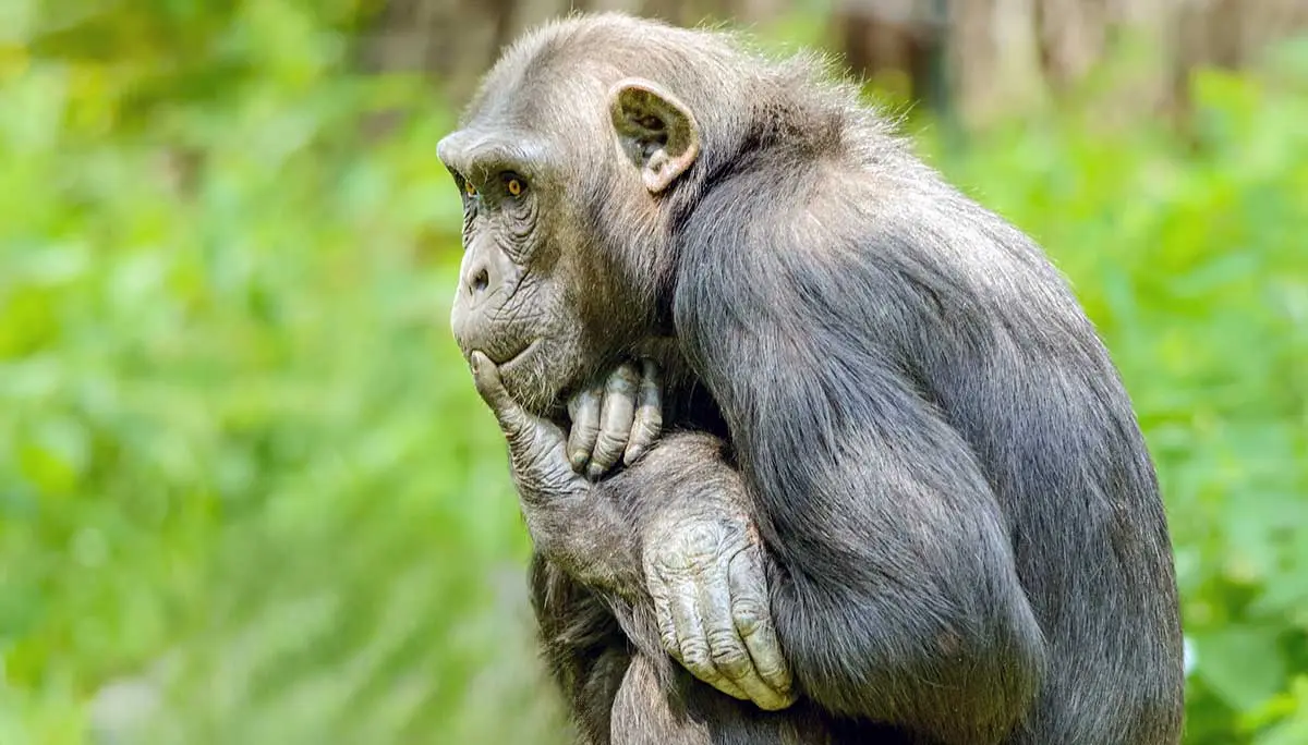 chimpanzee chimp thinking