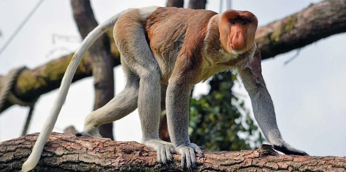 proboscis monkey branch