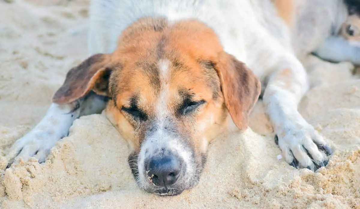brown and white dog laying in sand