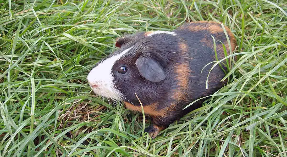 guinea pig in grass
