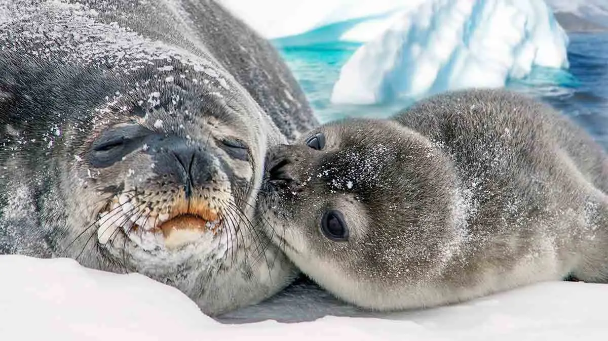 seal mother baby