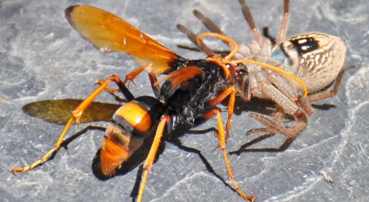 wasp attacking spider