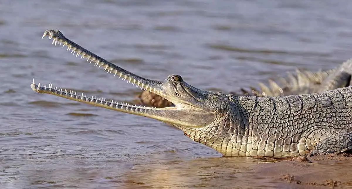 female gharial on riverside