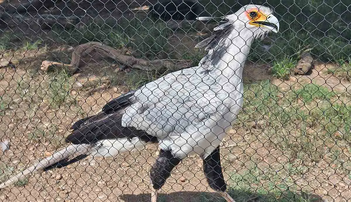 secretary bird in a zoo