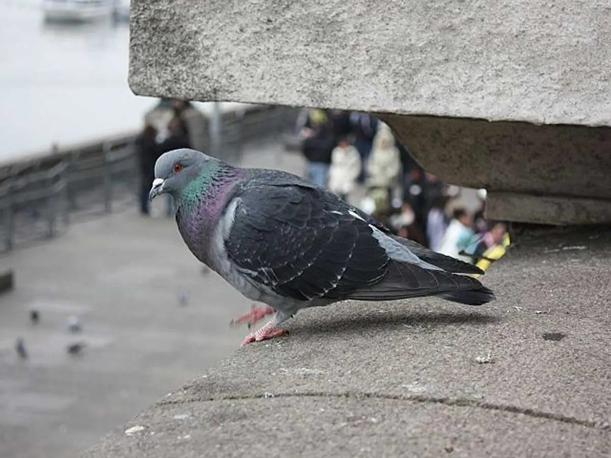 pigeon on the edge of a building