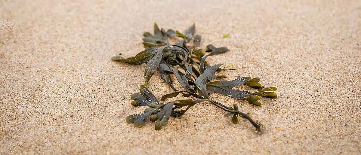 seaweed and sand