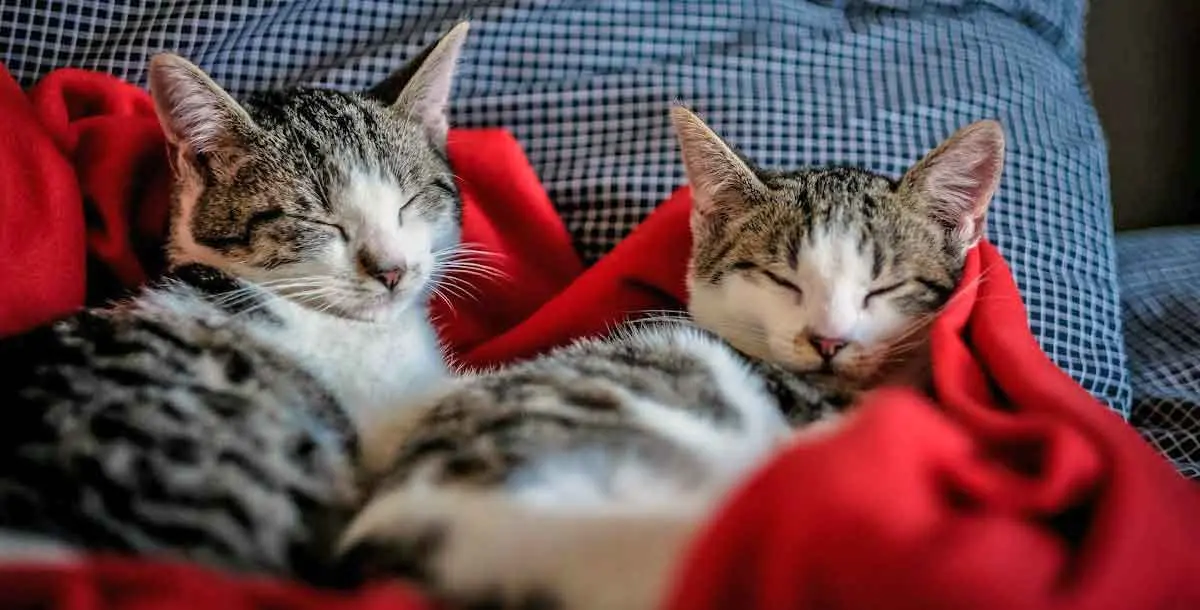 Black and White Tabby Cats Sleeping on Red Blanket