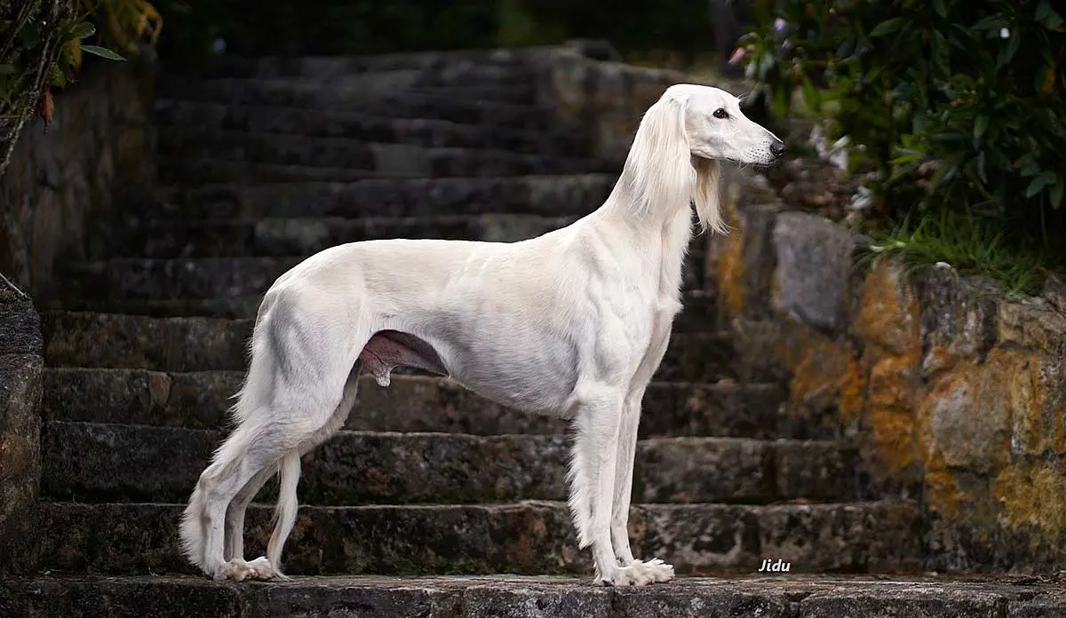 saluki white dog