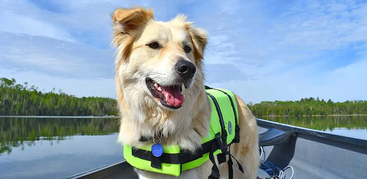 dog boat