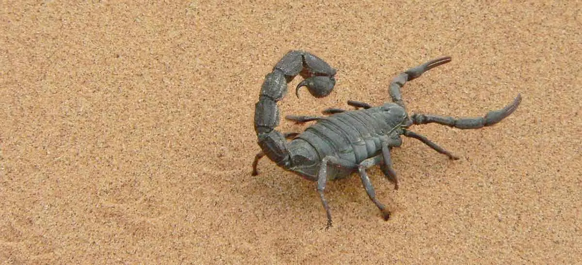 The Transvaal Thicktail is found in the desert