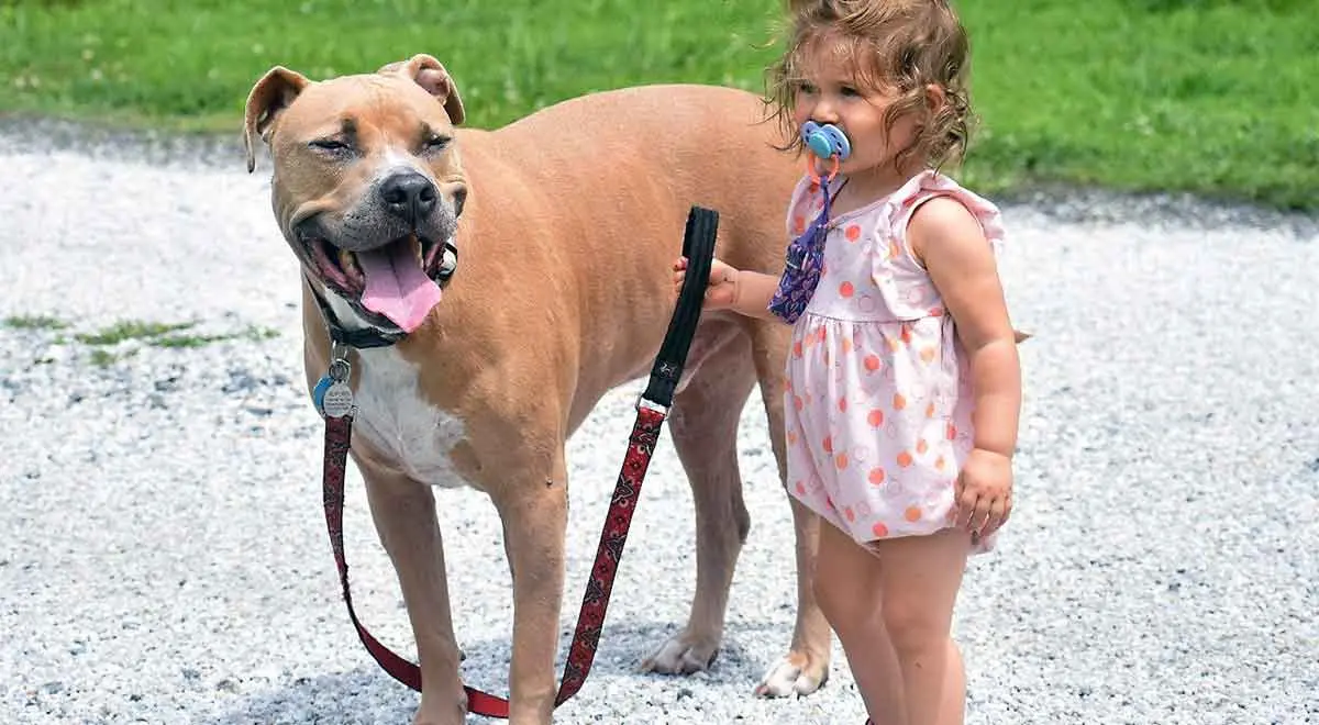 baby holding the lead of tan pitbull