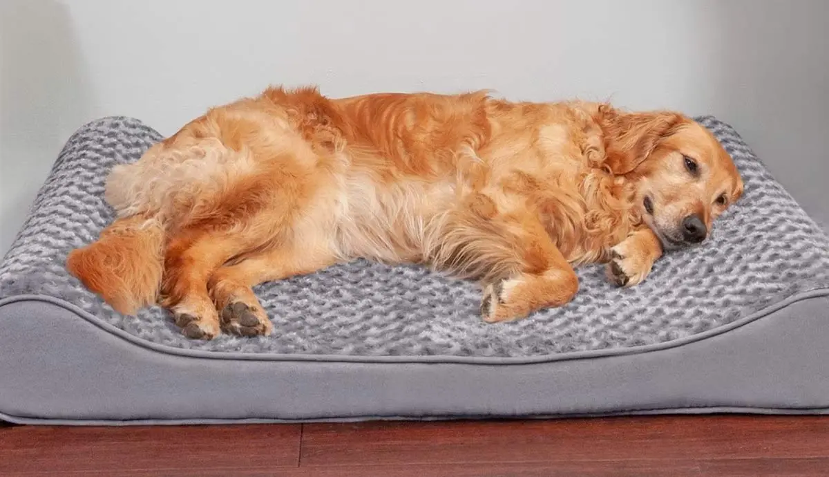 does my dog need an orthopedic dog bed