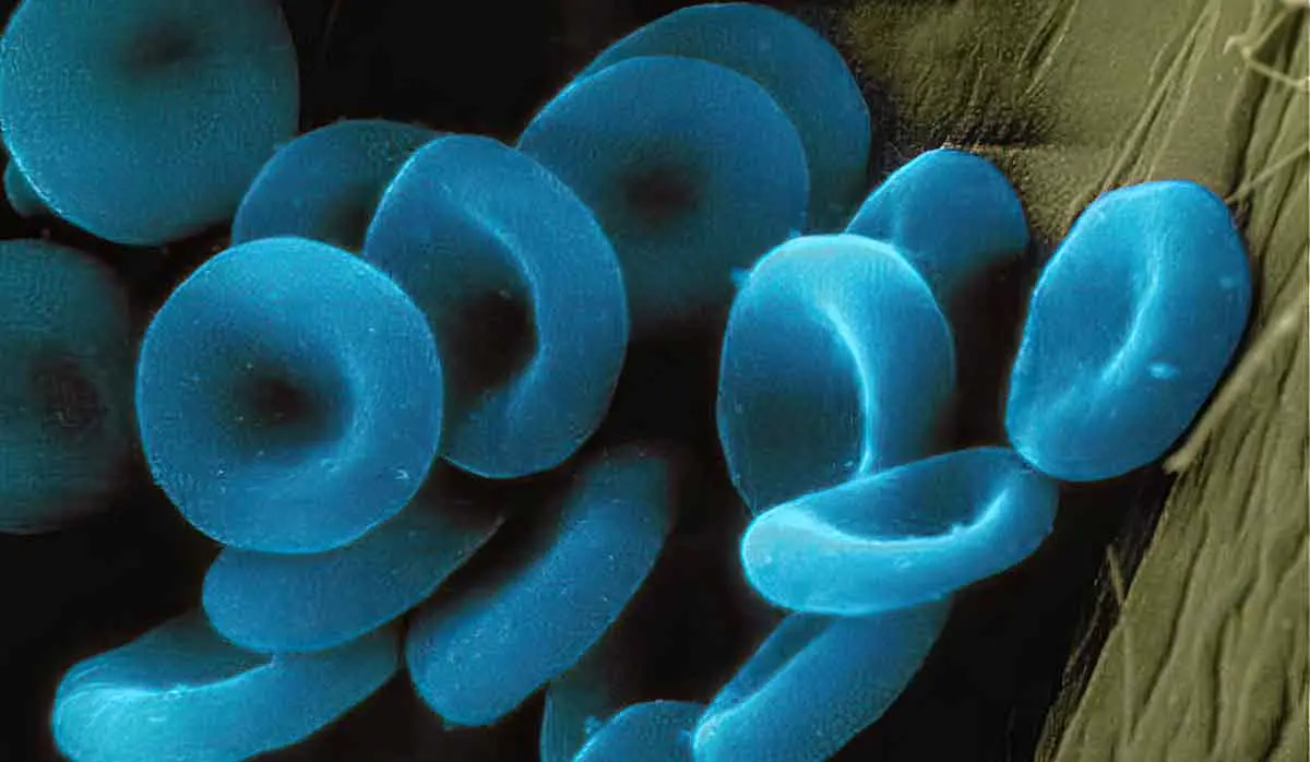 blue blood cells