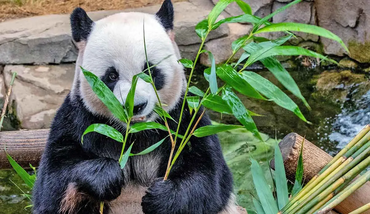 giant panda bear eating bamboo sitting