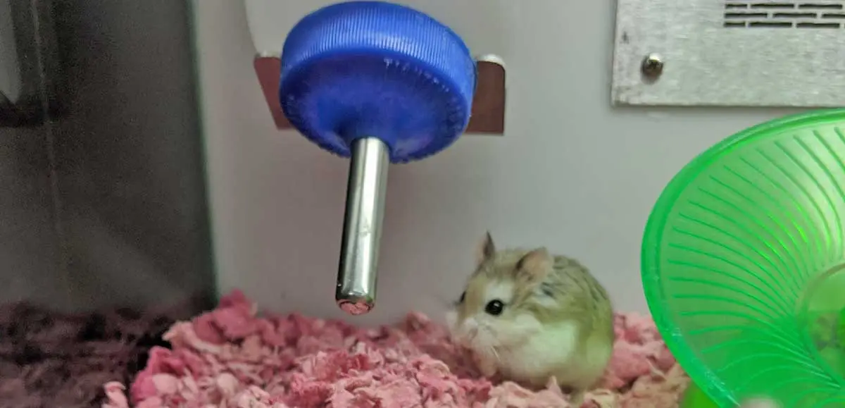 baby hamster with water bottle