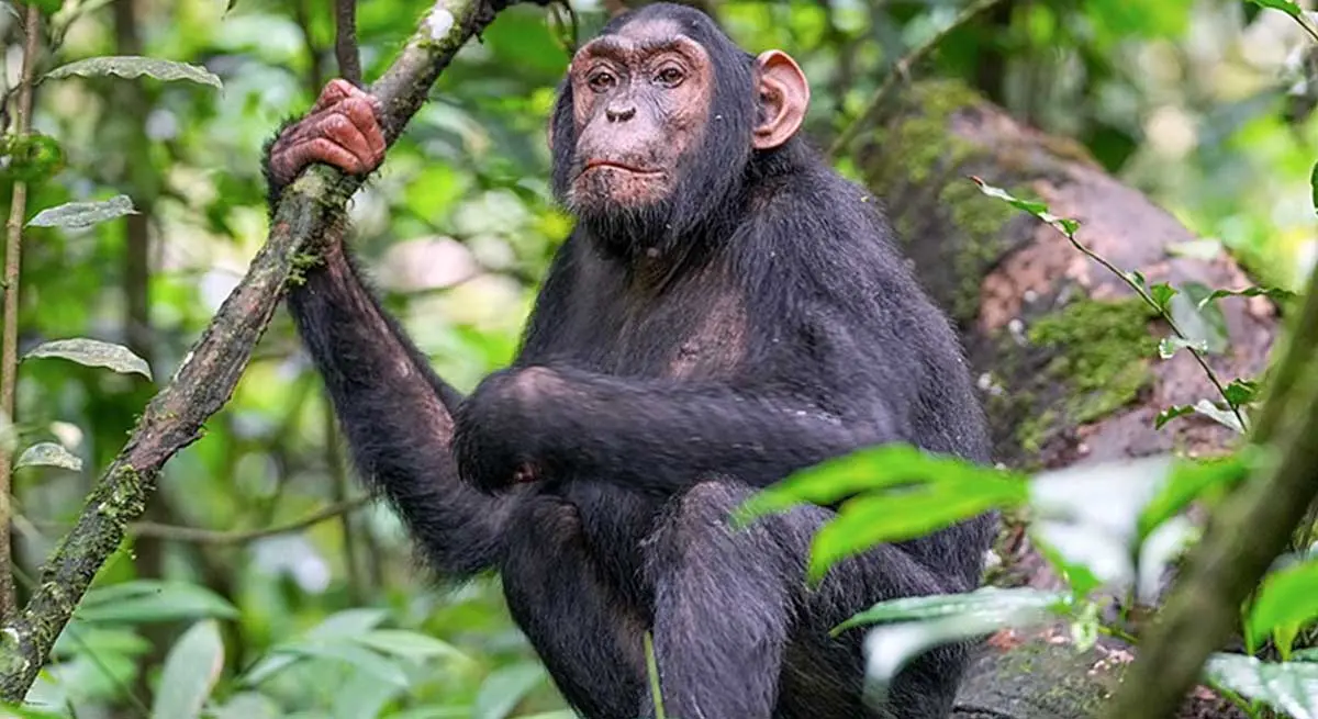 chimp in a forest eating