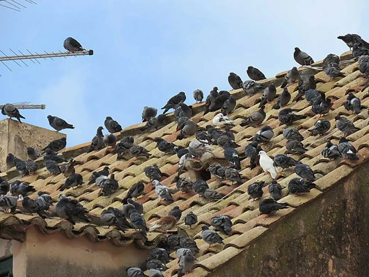 pigeon flock on a rooftop