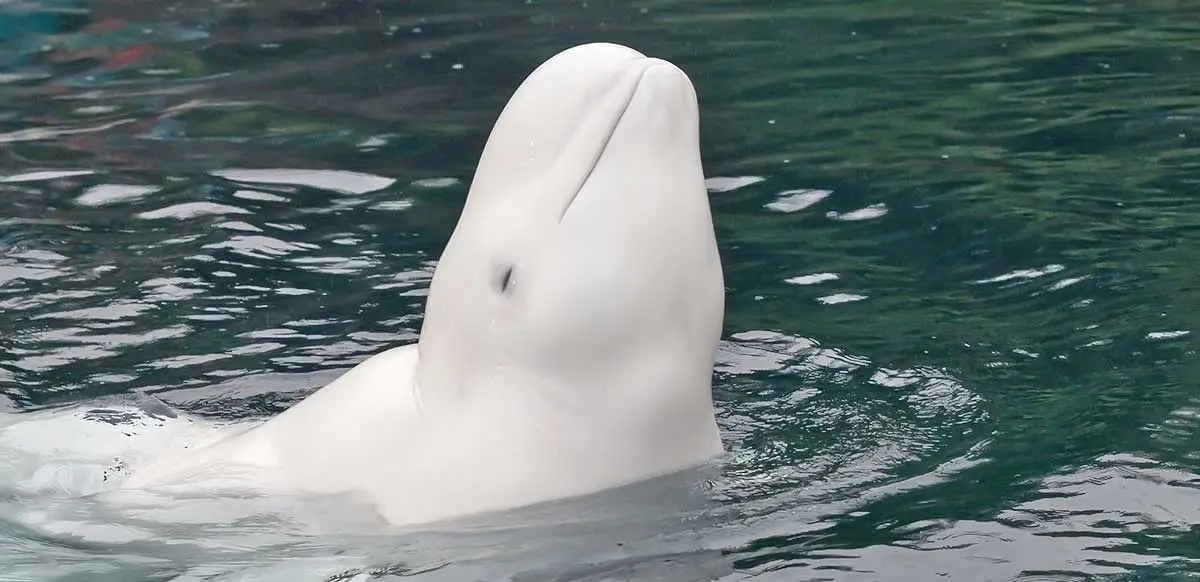 beluga whale sanctuary