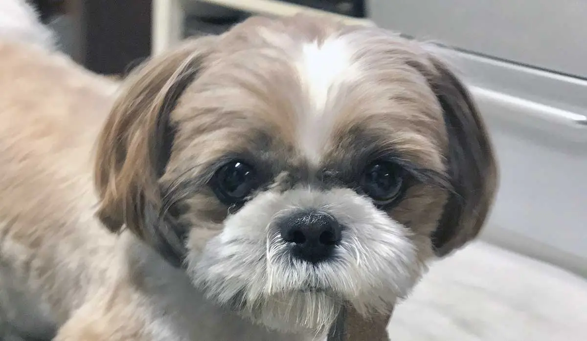 shih tzu standing with toy