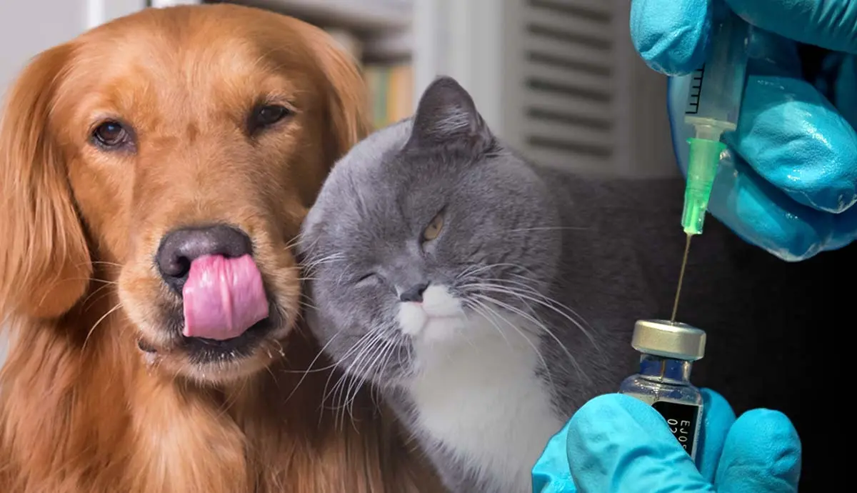 what your pets vaccines protect against