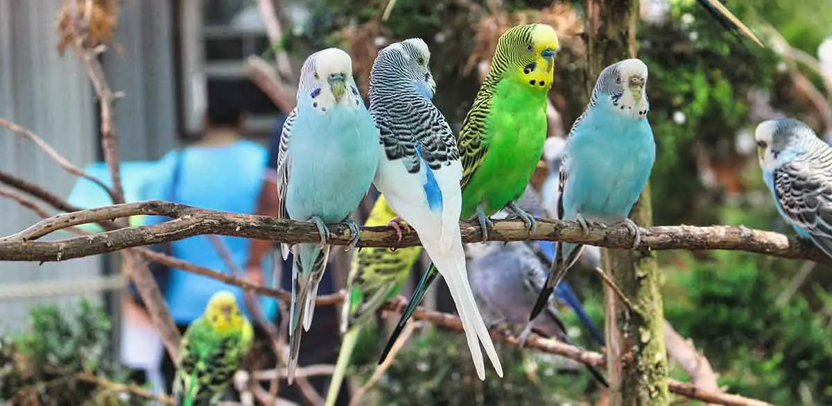 budgies on branch