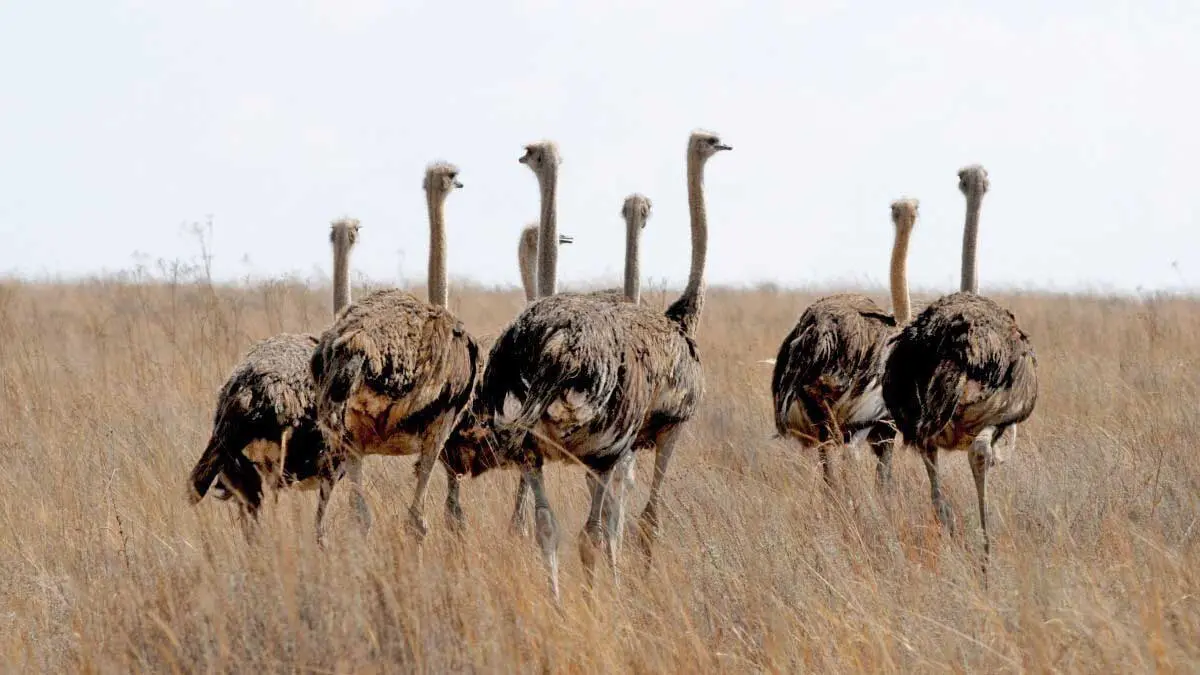 ostriches stand in south african grassland