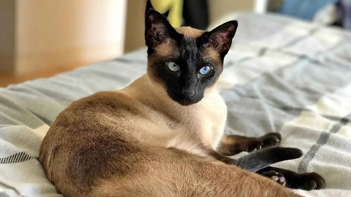 siamese cat on a bed