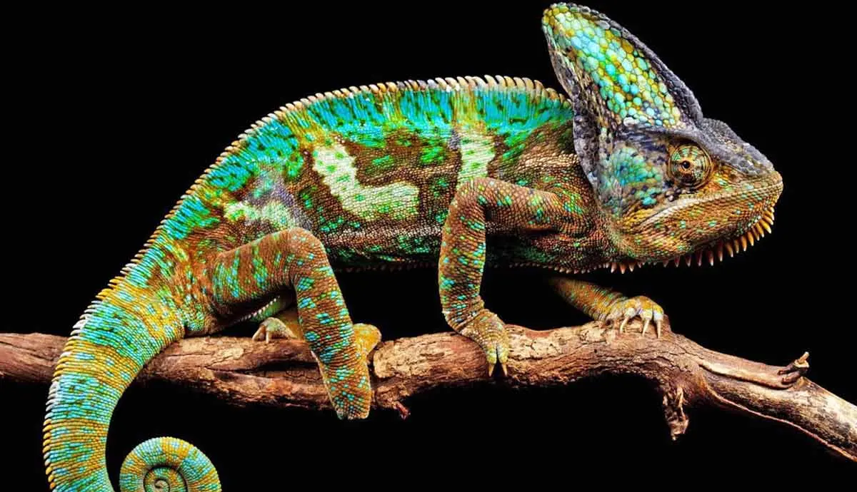 incredible facts about chameleons