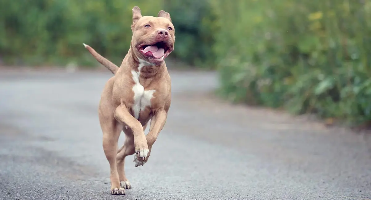 brown pitbull panting while running in road