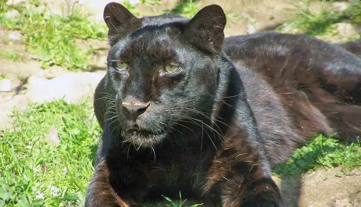 black panther lying on the grass
